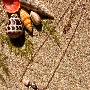 Op de afbeelding: Een goudkleurige ketting met drie kleine, lichtgekleurde schelpkralen. De ketting wordt gepresenteerd op een zanderige ondergrond, samen met diverse schelpen in tinten oranje, bruin en wit.