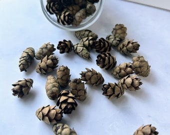 Mini Hemlock Tree Cones