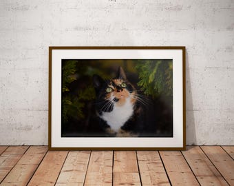 Glückskatze Poster | Natur-Tierfotografie Druck