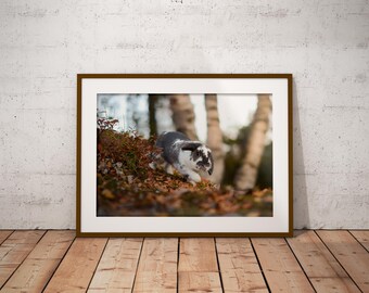 Autumn Bunny Photography Poster | Nature Animal Print