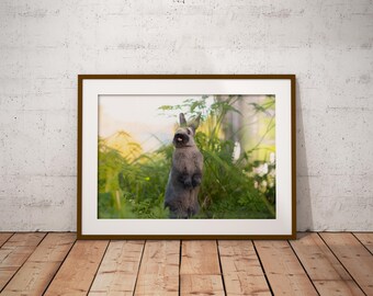Baby Bunny Poster | Nature Rabbit Photography Print