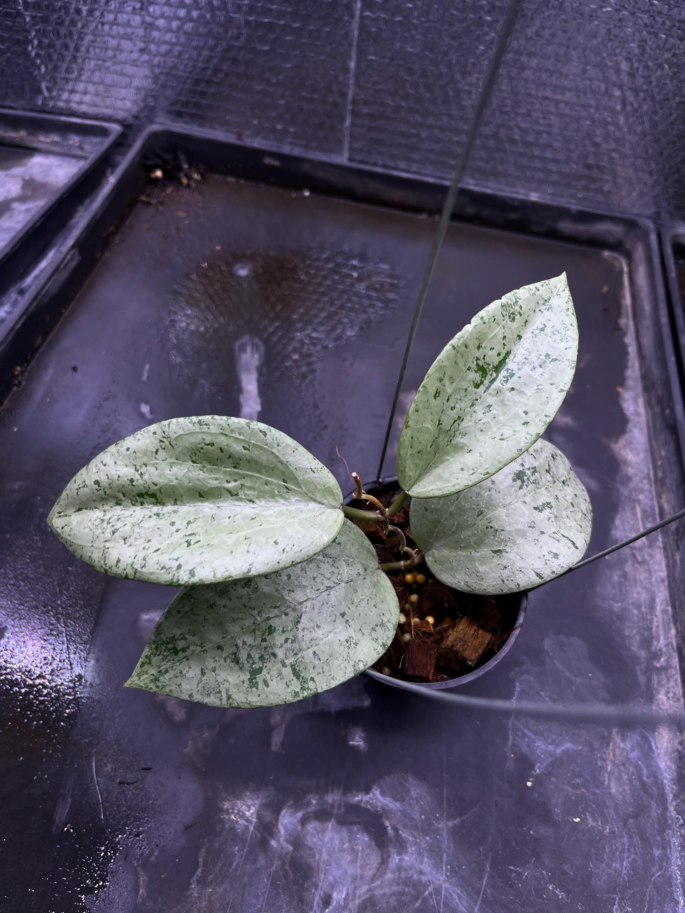 Hoya glabra - Etsy 日本