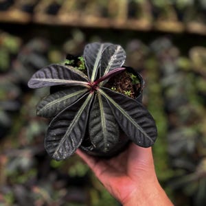以下が含まれることがあります： 濃い緑色の細長い葉と赤みがかった茎を持つ鉢植え。葉には薄い緑色の葉脈があり、表面はざらざらしています。植物は黒い鉢に入っており、他の植物がぼやけた背景になっています。