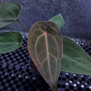 Anthurium Splendidum - Etsy Canada