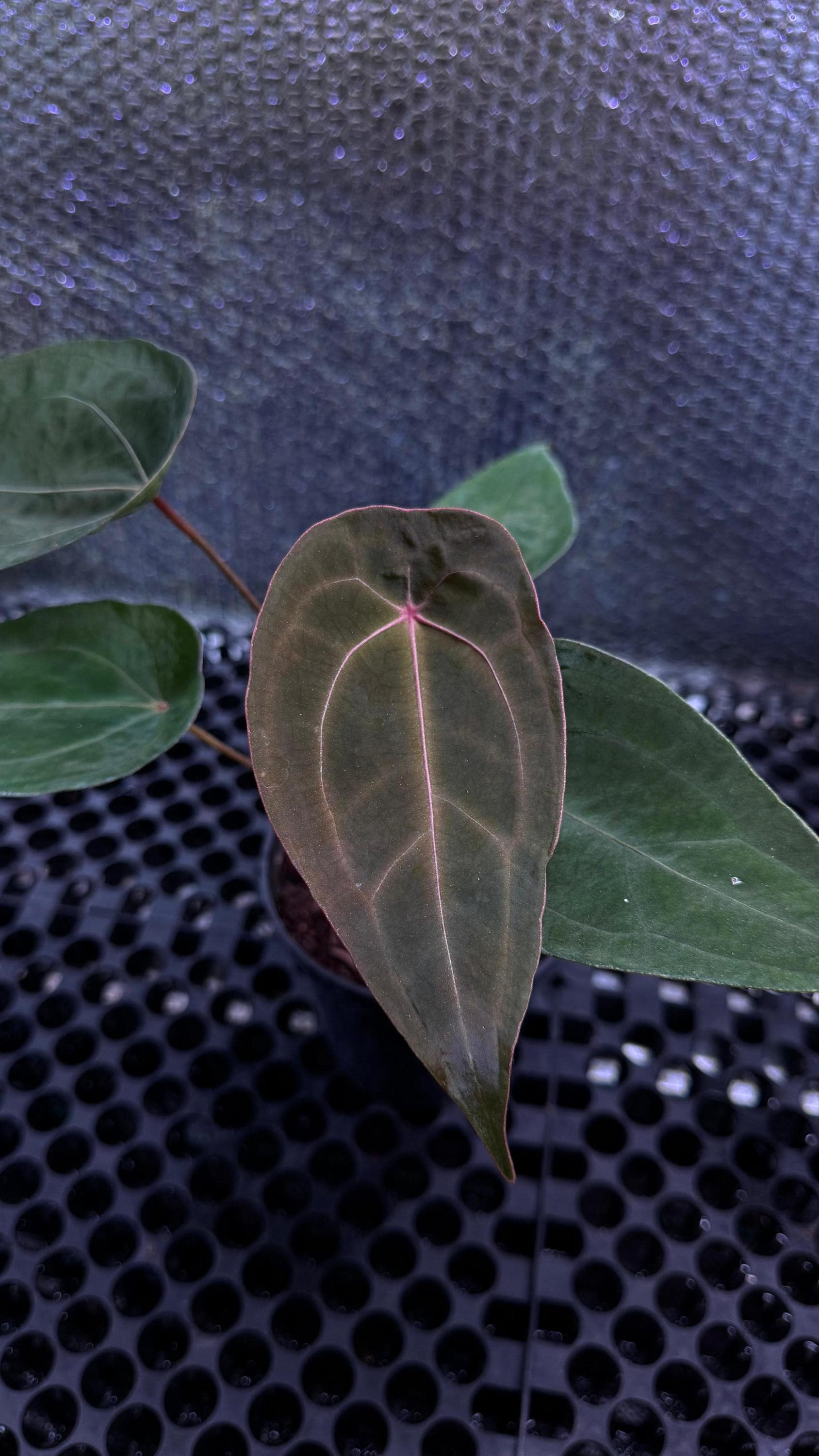 Anthurium red spider - Etsy 日本