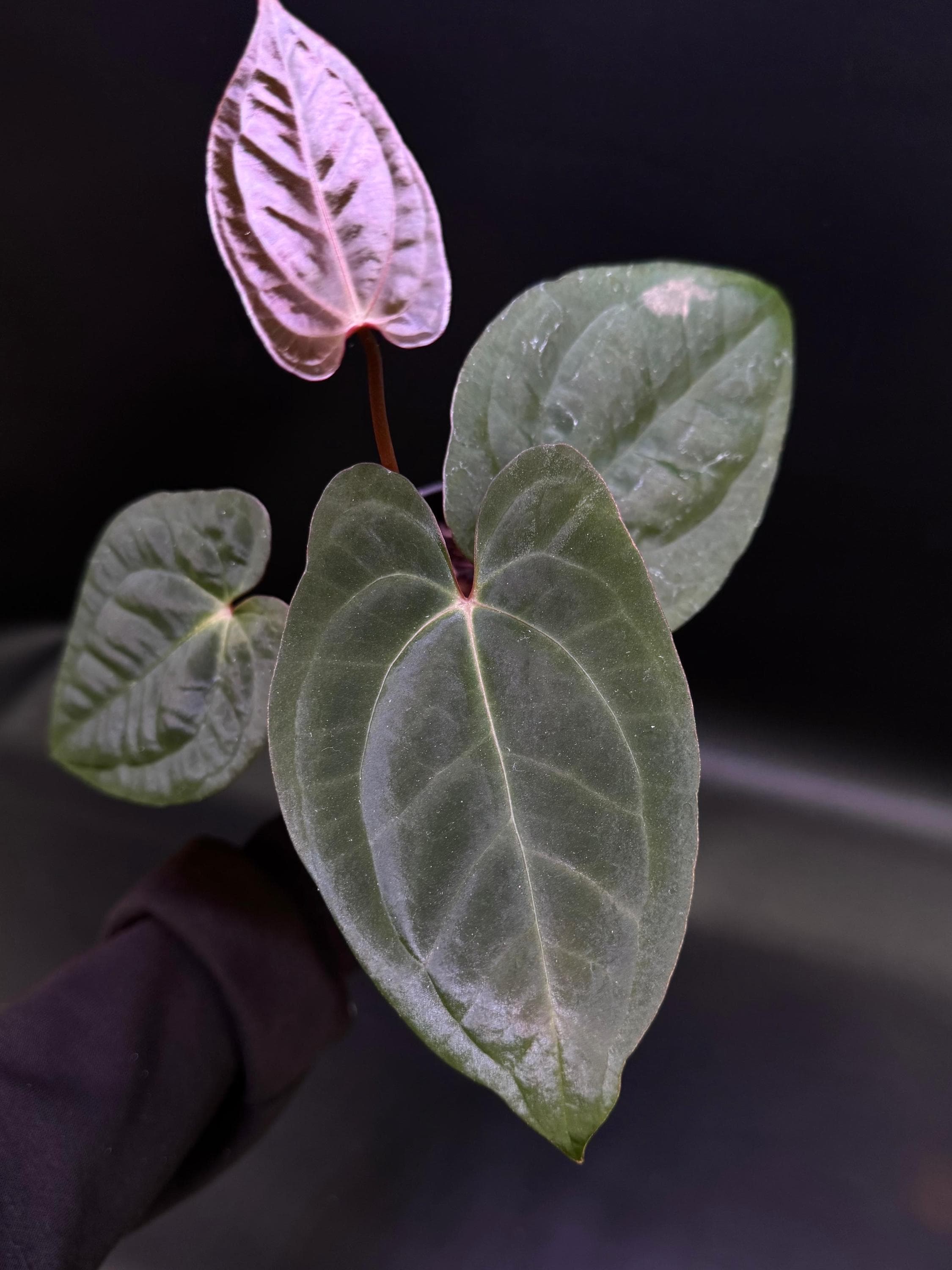 Anthurium dark phoenix - Etsy 日本