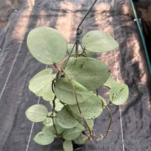 Hoya parasitica - Etsy 日本