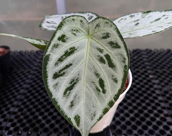 Anthurium Blue Velvet X (AOS DF X BVEP) Select Holdback Seedling