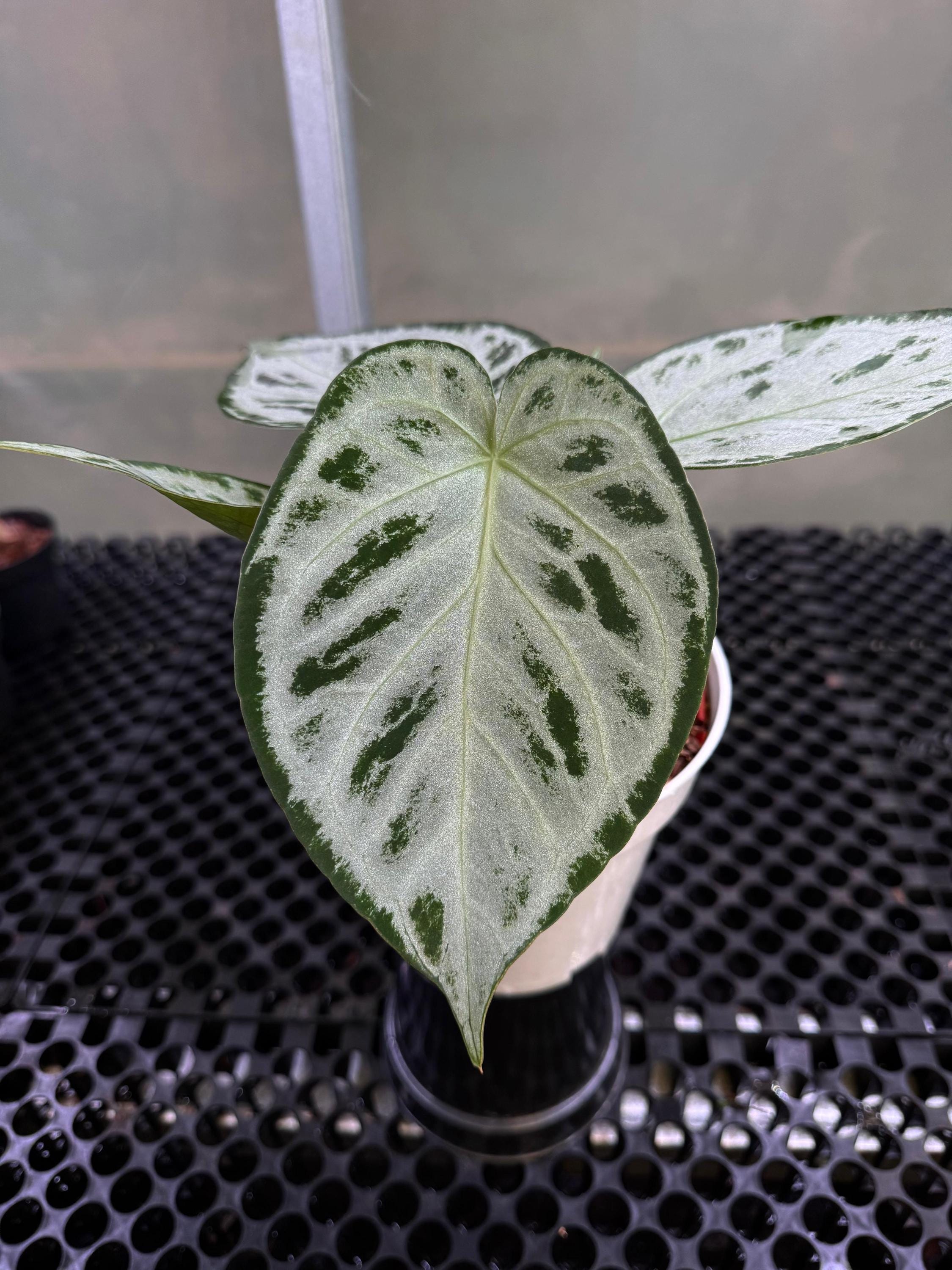 Anthurium papillilaminum - Etsy 日本