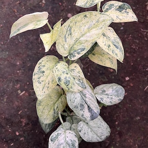 May include: A top-down view of a houseplant with large, variegated leaves. The leaves display a mix of creamy white, light green, and darker green patterns. The plant is set against a dark brown background, likely soil.
