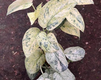 Scindapsus Jade Satin Marble Variegated – Planta tropical rara, follaje crema plateado, planta de colección