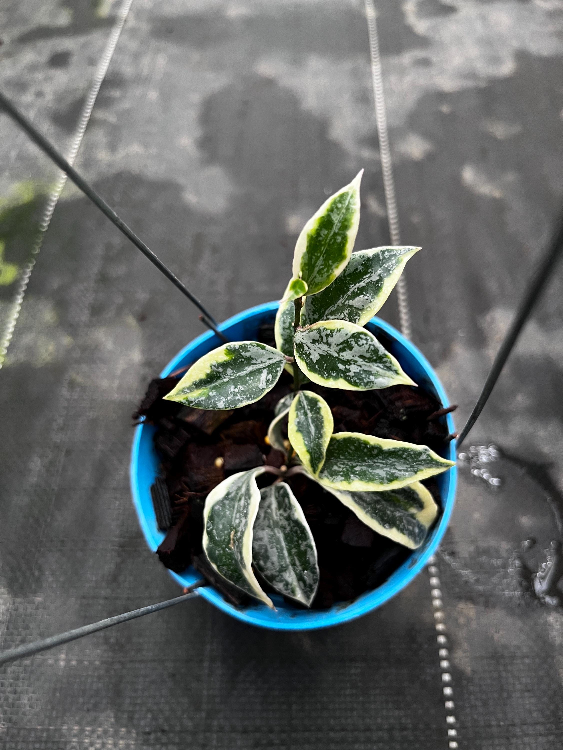 Hoya lacunosa winter pandora - Etsy 日本