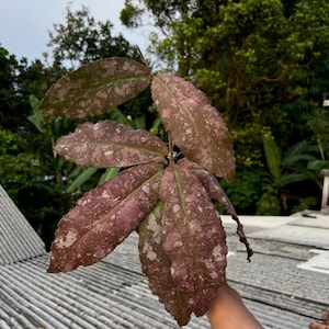 Hoya undulata - Etsy 日本