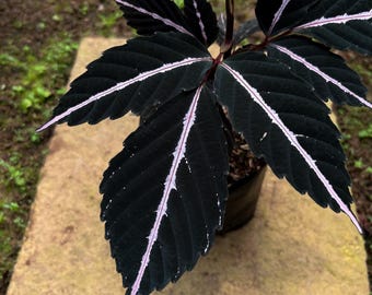 Leea amabilis – Especie rara de la selva de Borneo / Follaje oscuro con venas rosadas / Planta tropical exótica