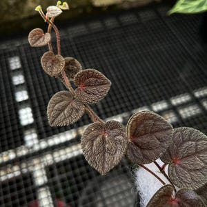 Piper sp - Etsy 日本