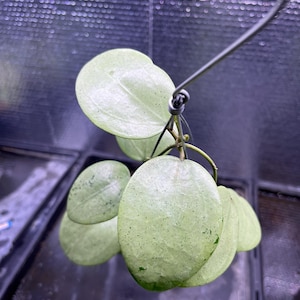 Hoya parasitica - Etsy 日本