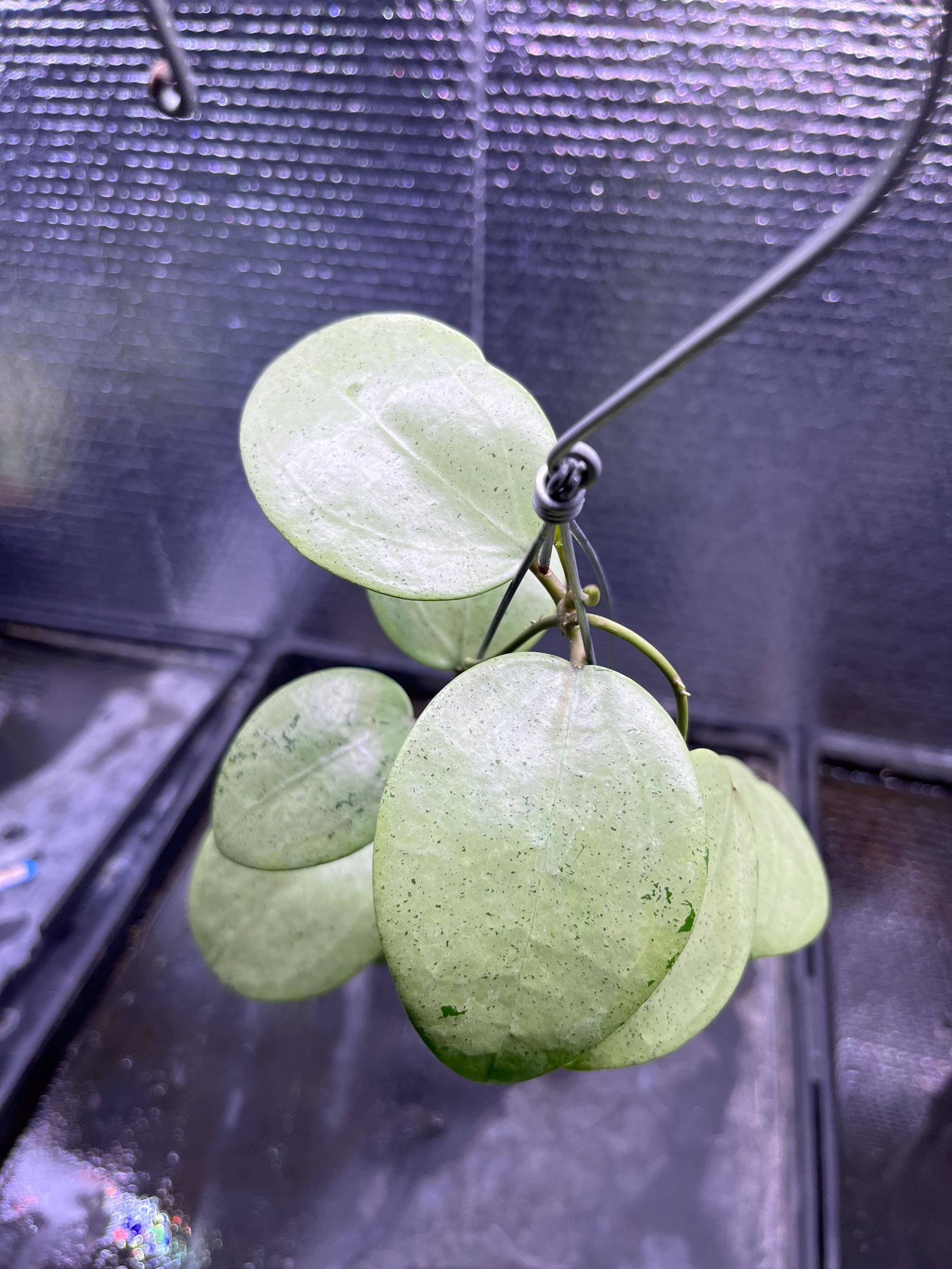 Hoya parasitica - Etsy 日本