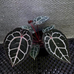 Könnte beinhalten: Topf-Anthurium clarinervium Pflanze mit großen, herzförmigen, dunkelgrünen Blättern mit auffälligen weißen Adern. Die Pflanze hat rote Stiele und steht vor einem strukturierten, grauen Hintergrund. Die Blätter haben ein einzigartiges, gemustertes Aussehen.