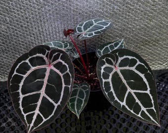 Anthurium Michelle × Self – Rare Velvet Anthurium Hybrid | Collector Aroid levande växt