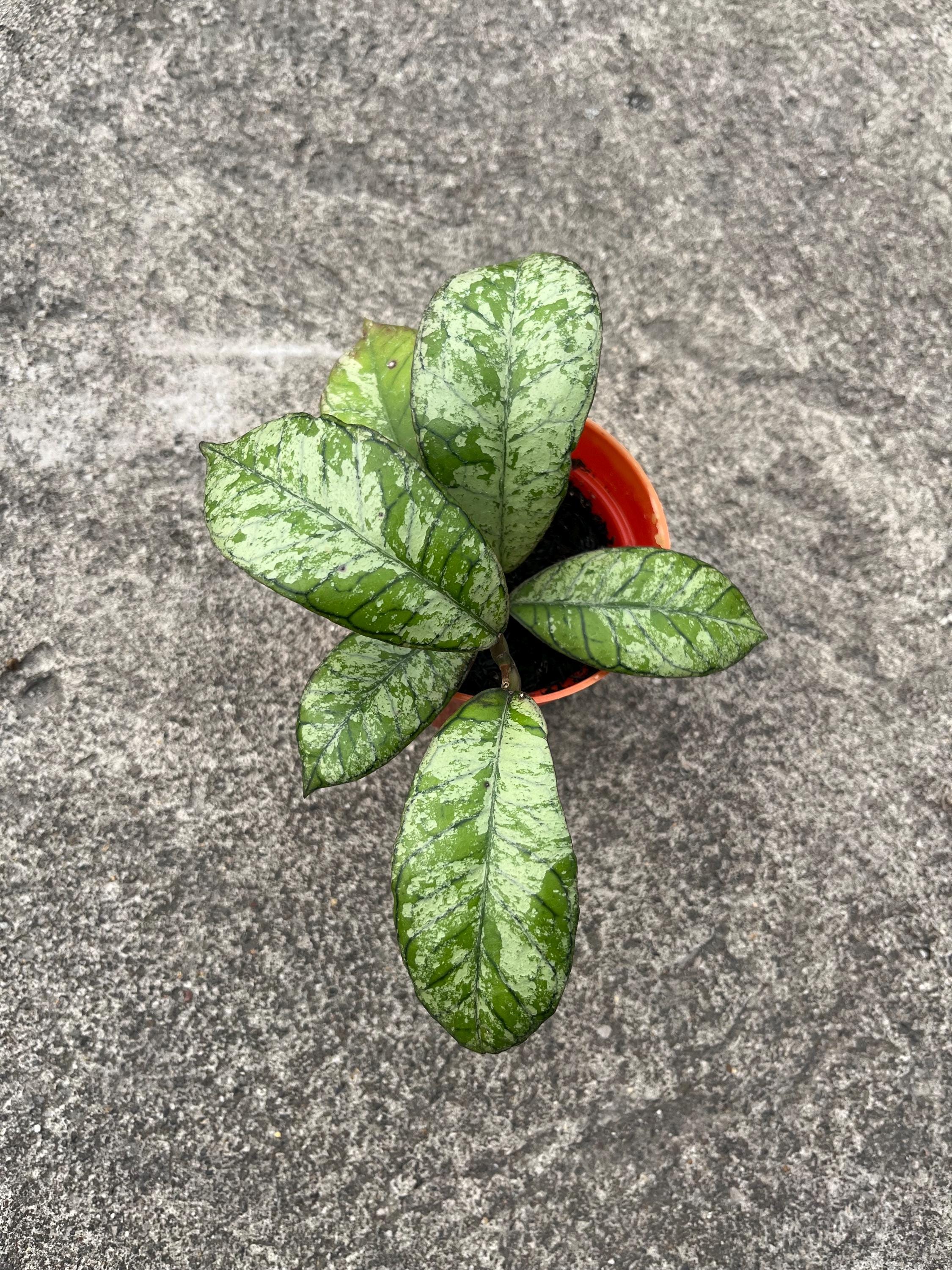 Hoya gunung gading - Etsy 日本