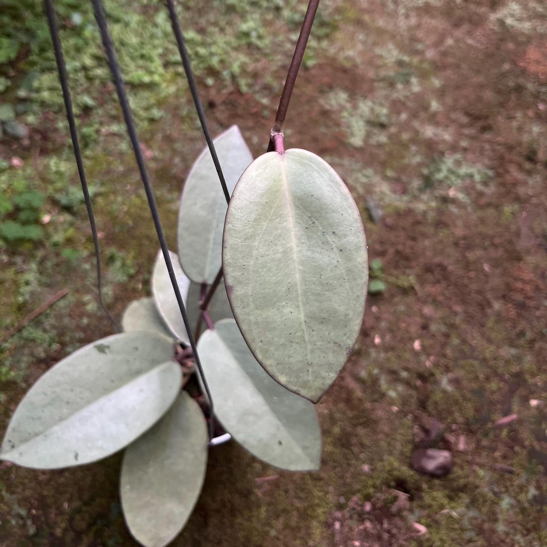 Hoya silver dollar - Etsy 日本