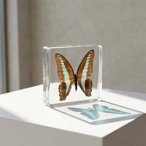 May include: A clear, square acrylic block containing a preserved butterfly specimen. The butterfly features brown wings with prominent, vertical light blue bands and small white spots along the edges, displayed in a static, open-wing position.