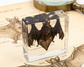 Decoración de resina estilo Dark Academia con murciélagos, escultura de gabinete de curiosidades góticas, exhibición de escritorio alternativa, arte de rarezas de resina, decoración inspirada en museos góticos