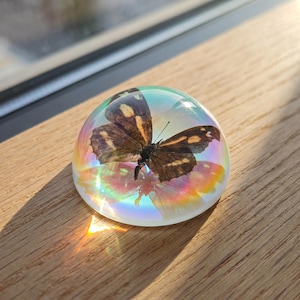 May include: A clear, iridescent glass paperweight with a preserved butterfly inside. The butterfly has brown and yellow wings with intricate patterns. The paperweight is dome-shaped and reflects light, creating a rainbow effect. The object is sitting on a wooden surface.