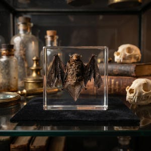 Vitrina de curiosidades con murciélago, bloque de resina de murciélago de Halloween, decoración gótica espeluznante, arte de exhibición de curiosidades terroríficas, pieza de arte de resina para curiosidades