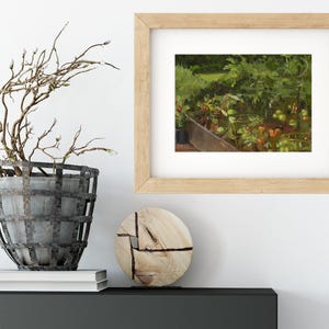 Tomato Garden Oil Painting Giclée Print