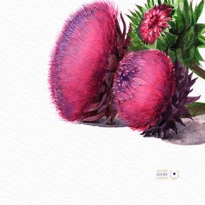 Thistle Flower Watercolor Art Print – Botanical Wildflower Trio, Musk Thistle in Bloom