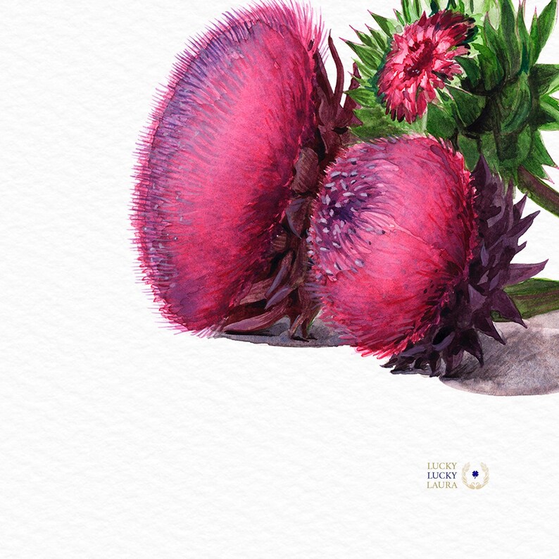 Thistle Flower Watercolor Art Print – Botanical Wildflower Trio, Musk Thistle in Bloom