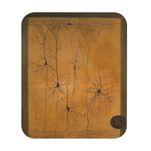 Pode incluir: Uma ilustração em estilo antigo de células cerebrais, com intrincados padrões de ramificação e seções rotuladas. A obra de arte é renderizada em tons de marrom e bege, com texto em espanhol no topo e um emblema circular no canto inferior direito.