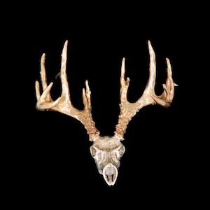 Miniature 3D White Tail Deer Buck Skull Sculpture Sterling Silver with Yellow Bronze Antlers