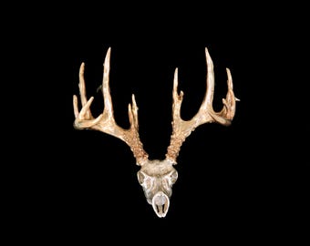 May include: A white deer skull with large, brown antlers. The antlers are polished and have a smooth, glossy finish.