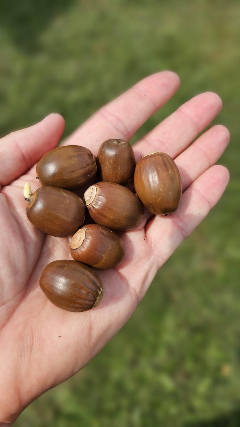 White Oak Acorns For Sale