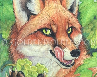 Fox in Vineyard with Grapes Print