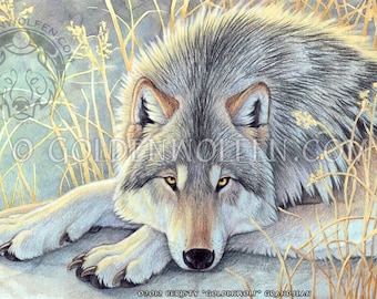 Contemplative Staring Wolf Print