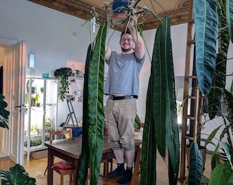 Unique Anthurium Hybrid: '(Giant) Pallidiflorum x Super Narrow' Seedling