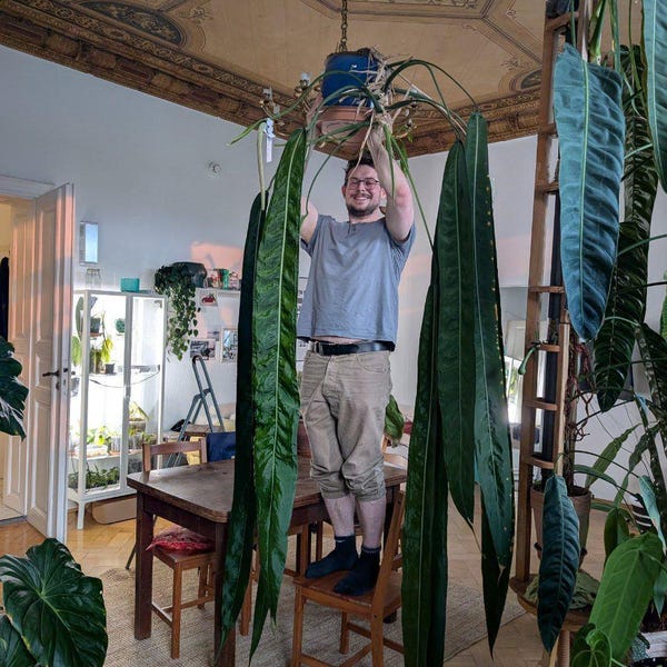 Ibrido di Anthurium unico: piantina '(Giant) Pallidiflorum x Super Narrow'