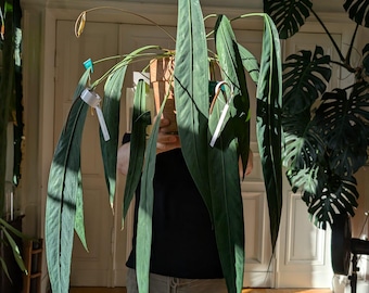 Anthurium Pendens aff. grodda frön