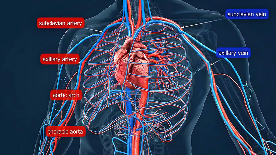 Human Circulatory System Animation 3D Heart Blood Flow Medical Anatomy Human Circulatory System Animation 3D Heart Blood Flow Medical Anatomy