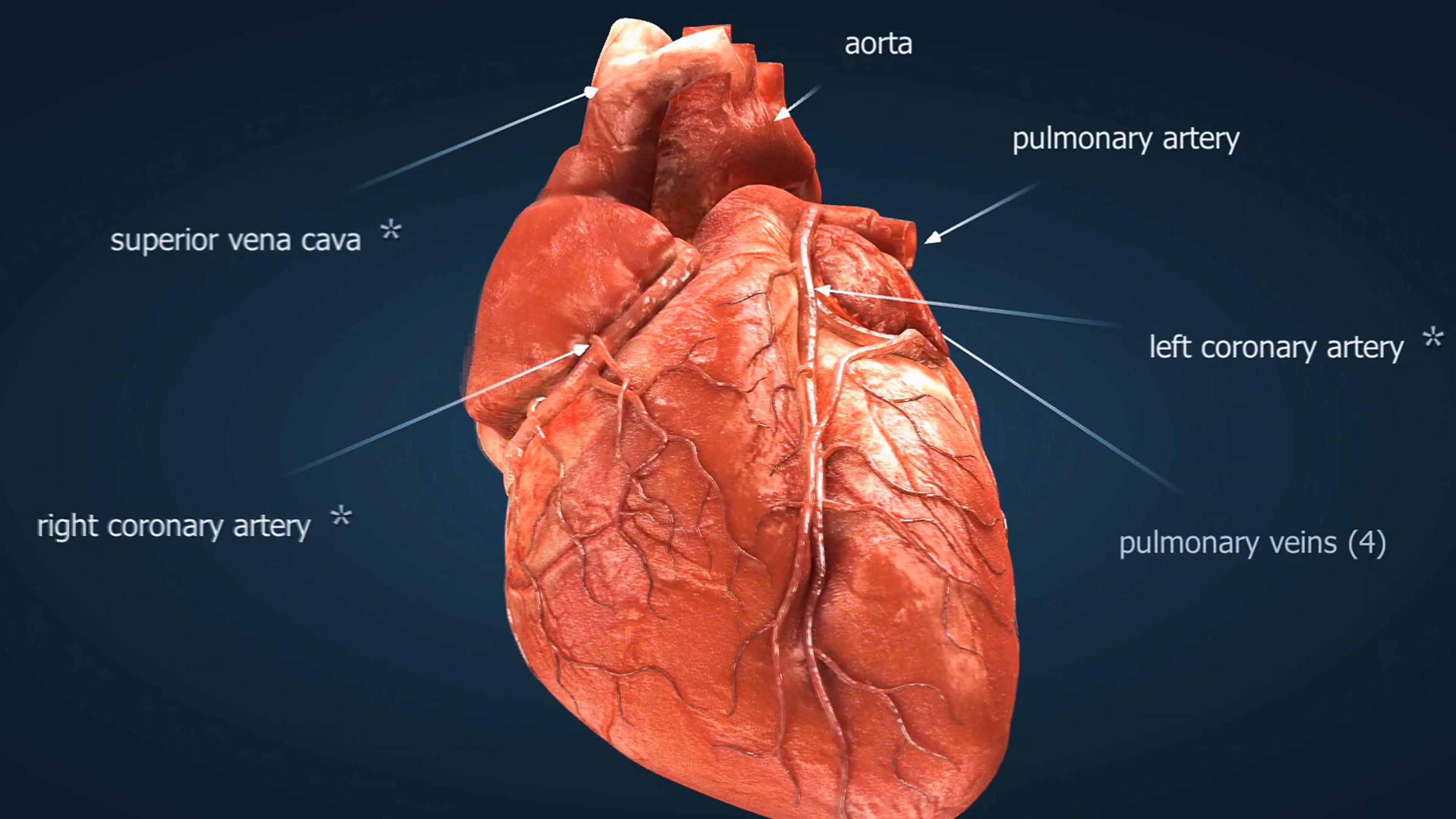 Human Heart Anatomy and Heart Attack Animation 3D Medical Cardiology ...