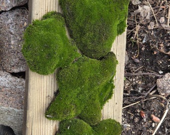 Sun Moss (Bryum Caespiticium)