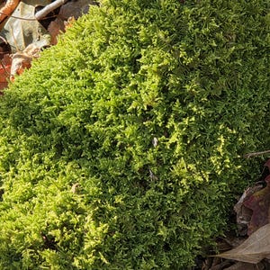 Puede incluir: Un juego de tres tazas de cerámica con un acabado mate moteado. Las tazas son de color crema, gris claro y gris oscuro. Cada taza tiene un diseño simple y moderno y un asa redondeada. Las tazas están apiladas una encima de la otra.