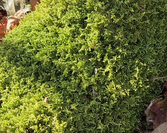 Musgo en láminas (Hypum Imponens)