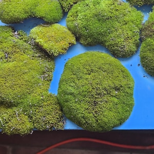 Plant Cactus Moss - Etsy