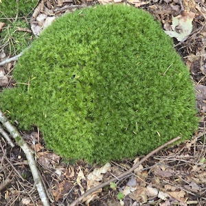 May include: A dense, rounded patch of vibrant green moss with a fine, needle-like texture. The moss forms a thick, cushion-like mound, displaying various shades of emerald and forest green, with small, scattered bits of organic debris on top.