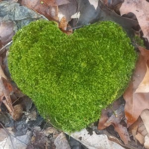 May include: A heart-shaped patch of vibrant green moss rests amidst a bed of fallen brown leaves. The moss, with its dense, textured surface, provides a striking contrast to the surrounding autumnal foliage. A natural, organic design.