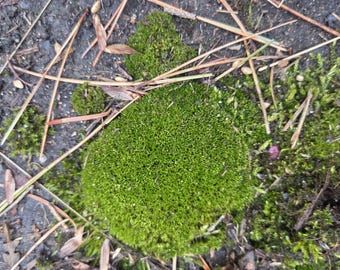 Sun Moss (Bryum Caespiticium)